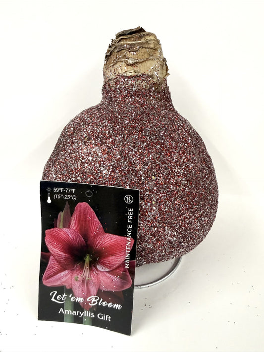 Amaryllis Bulb Pink Flower Red/Silver Glitter