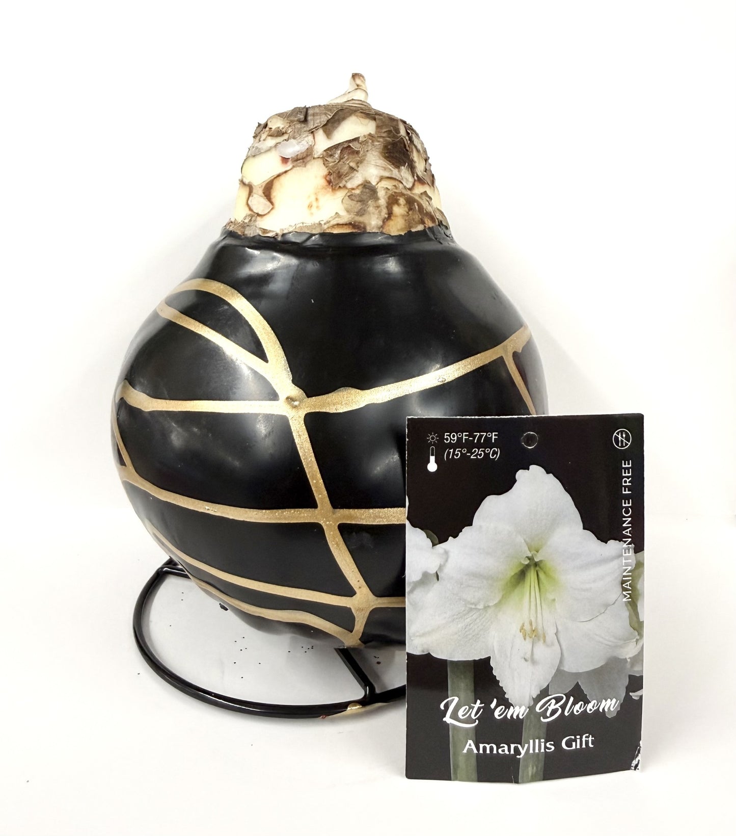 Amaryllis Bulb - White Flower Black Wax Gold Splatter