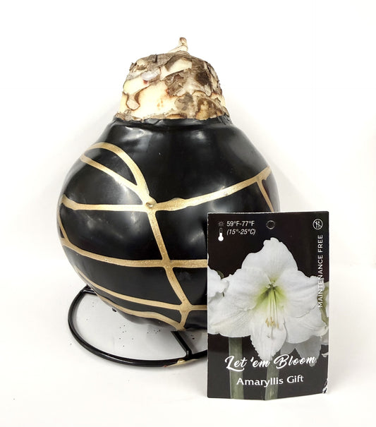 Amaryllis Bulb - White Flower Black Wax Gold Splatter