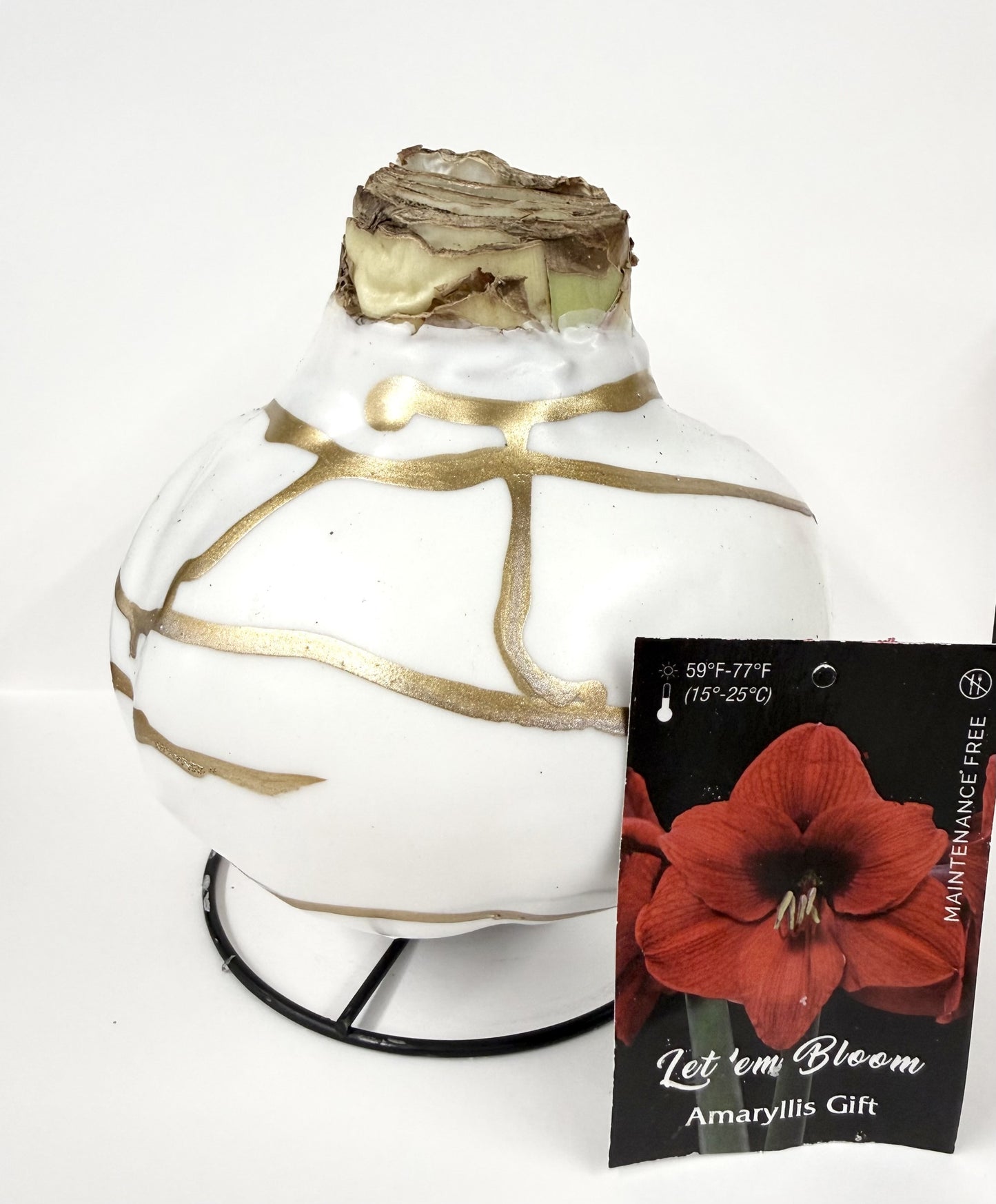 Amaryllis Bulb - Red Flower White Wax Gold Splatter