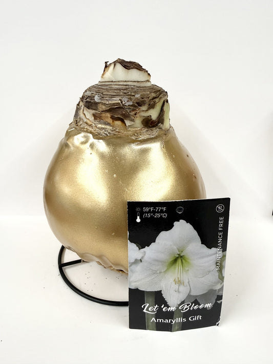 Amaryllis Bulb - White Flower Gold Lacquer