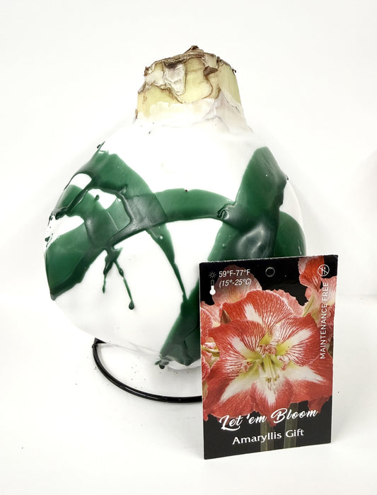 Amaryllis Bulb - Minerva Flower White Wax Green Splatter