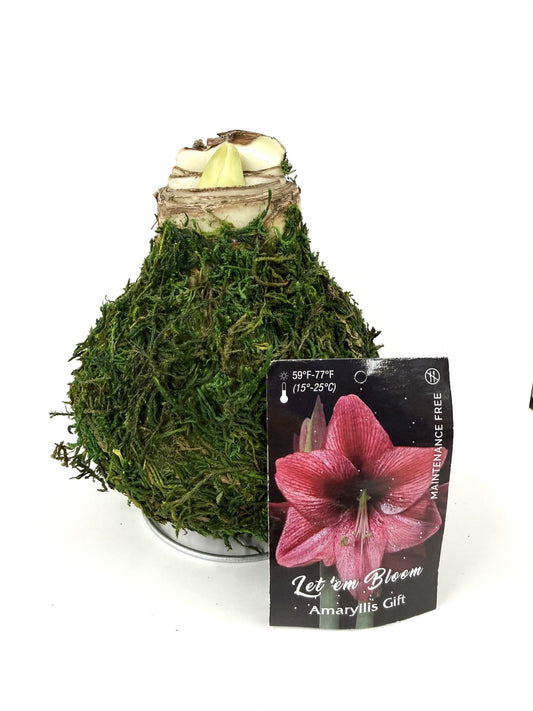 Amaryllis Bulb - Revelation Flower Moss