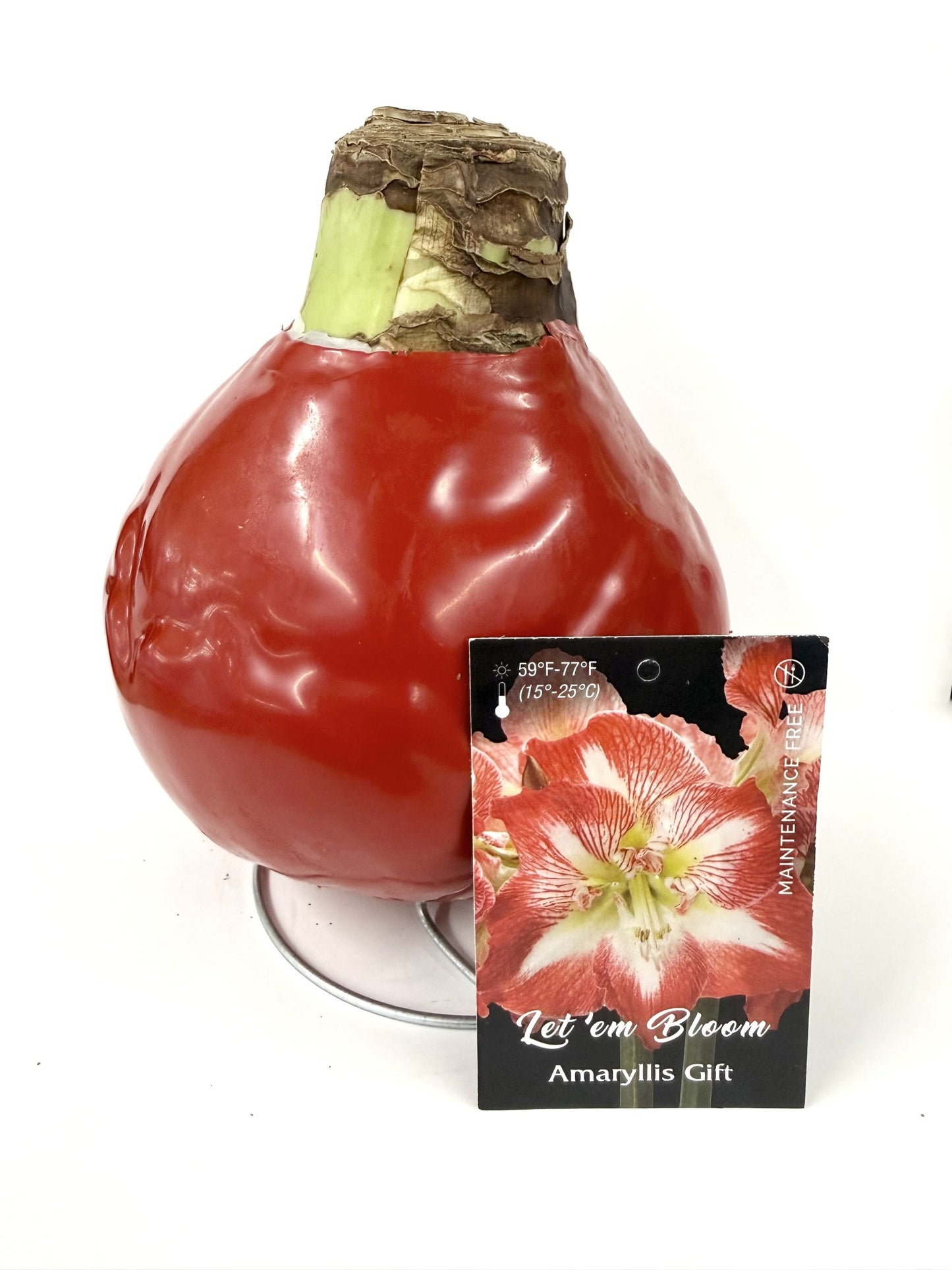 Amaryllis Bulb - Minerva Flower Red Wax