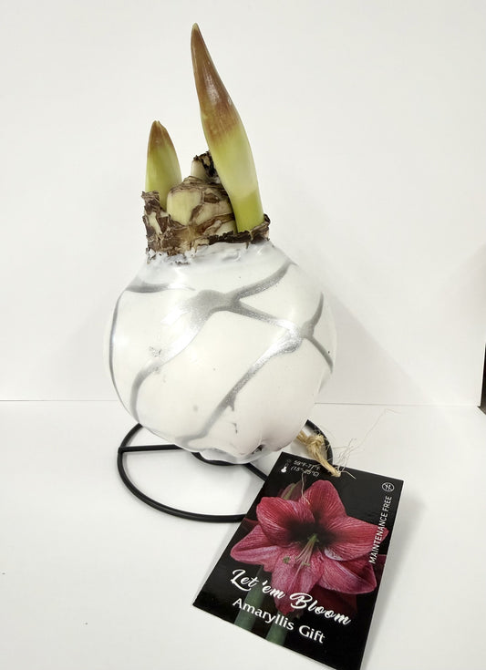 Amaryllis Bulb Pink Flower White Wax Silver Lacquer Splatter