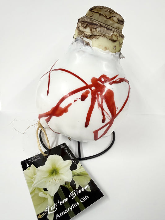 Amaryllis Bulb White Flower White Wax Red Lacquer Splatter