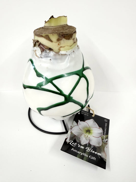 Amaryllis Bulb White/Pink Flower White Wax Green Lacquer Splatter